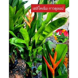 เฮลิโคเนีย กาวคูล็อป จัดส่งทั้งถุงดำ กอใหญ่1กอมี 7-8 ต้นค่ะ ดอกสีเหลืองส้ม สวยงาม ไม้เประดับ กาวดูลอป
