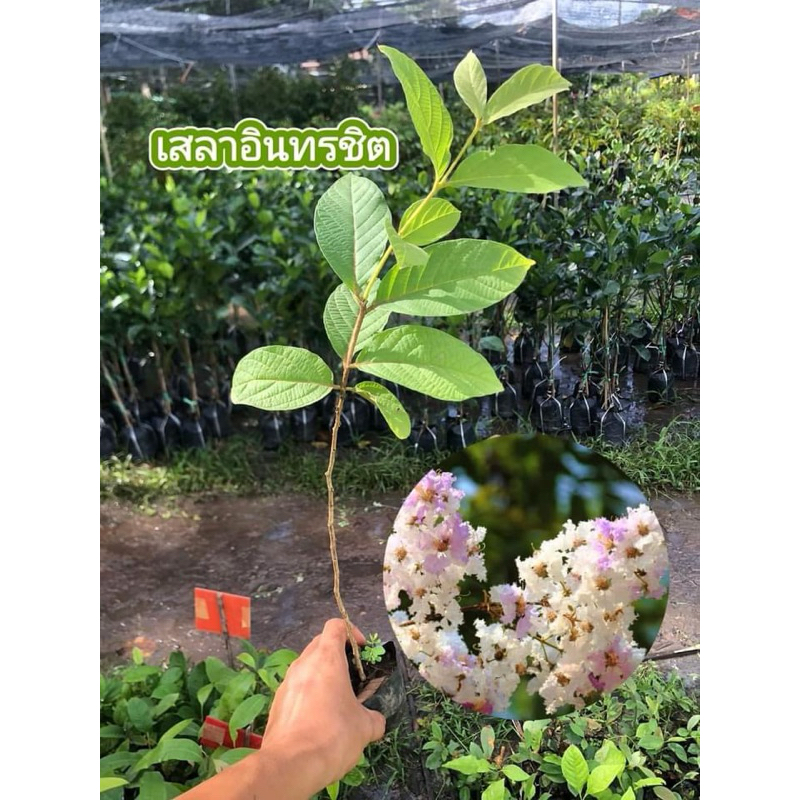 ต้นเสลาอินทรชิต พร้อมปลูก 30-40เซน