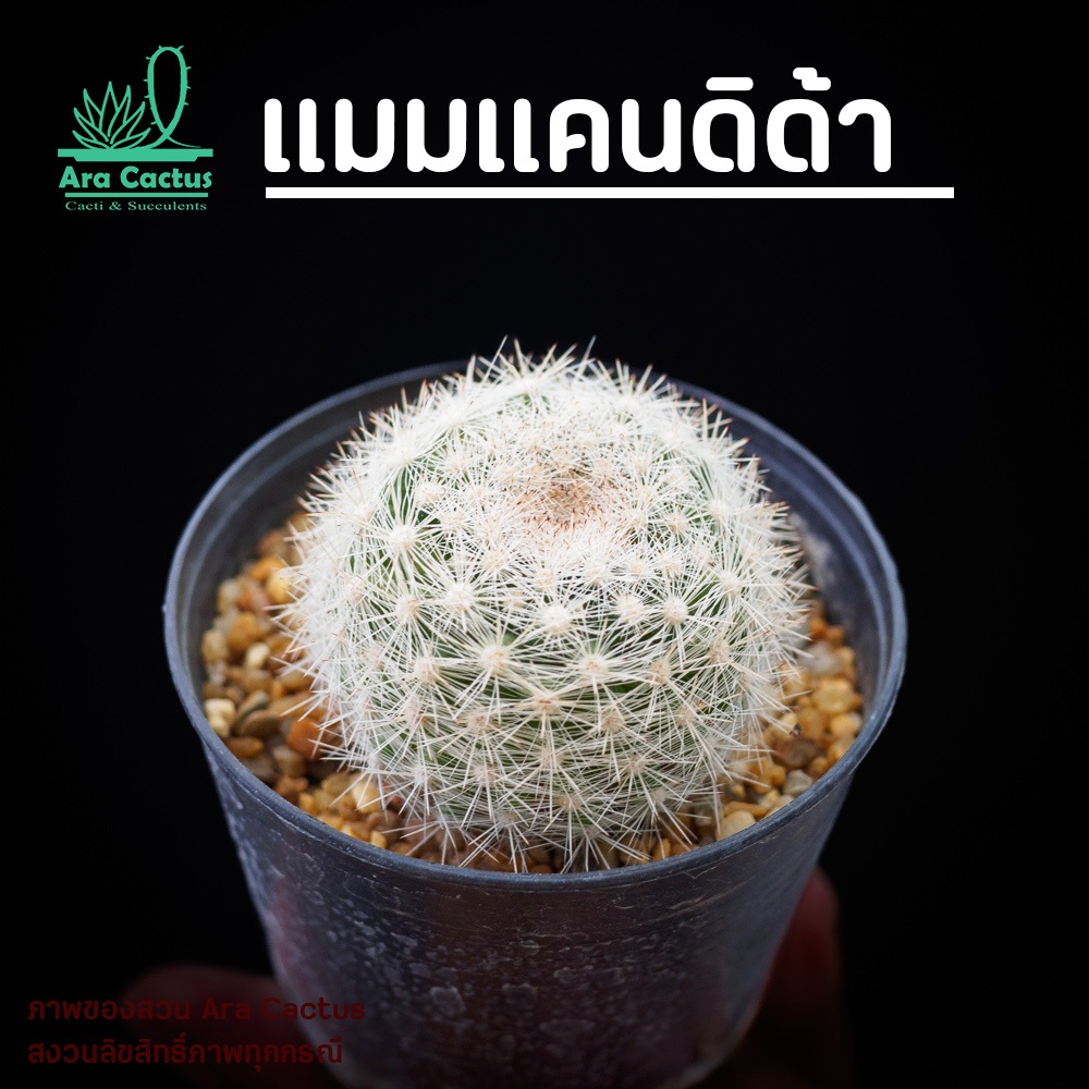 สวนขายเอง! แมมแคนดิด้า Mammillaria candidae ไซส์กระถาง 3 นิ้ว แคคตัส กระบองเพชรสวยๆ ต้นไม้ประดับ แคนตัส สวยๆ ตะบองเพชร