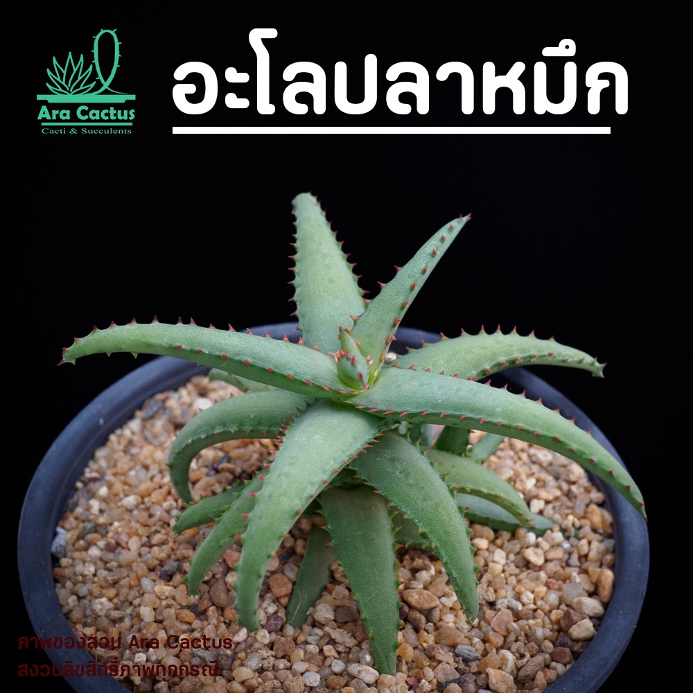 สวนขายเอง! อะโลปลาหมึก มาดากัสการ์ Aloe castilloniae ไซส์กระถาง 3 นิ้ว ต้นไม้ประดับ อวบน้ำ ไม้ฟอกอากาศ