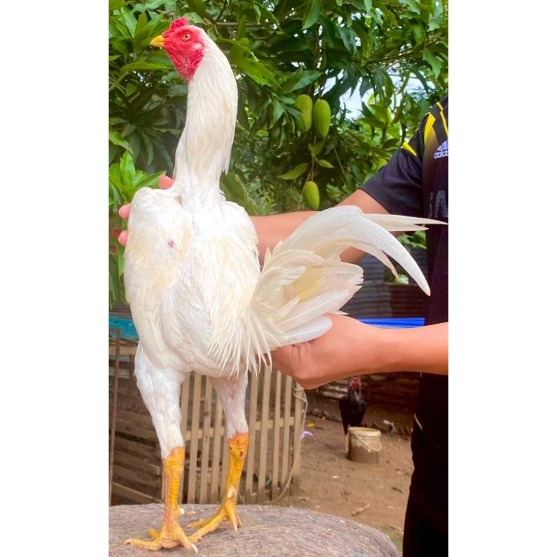 ไข่ไก่เชื้อ เจ้าขาวราชันย์เชิง ตีตายเข้าเร็วไม่มีห้าง(สายเชิงแนะนำ)