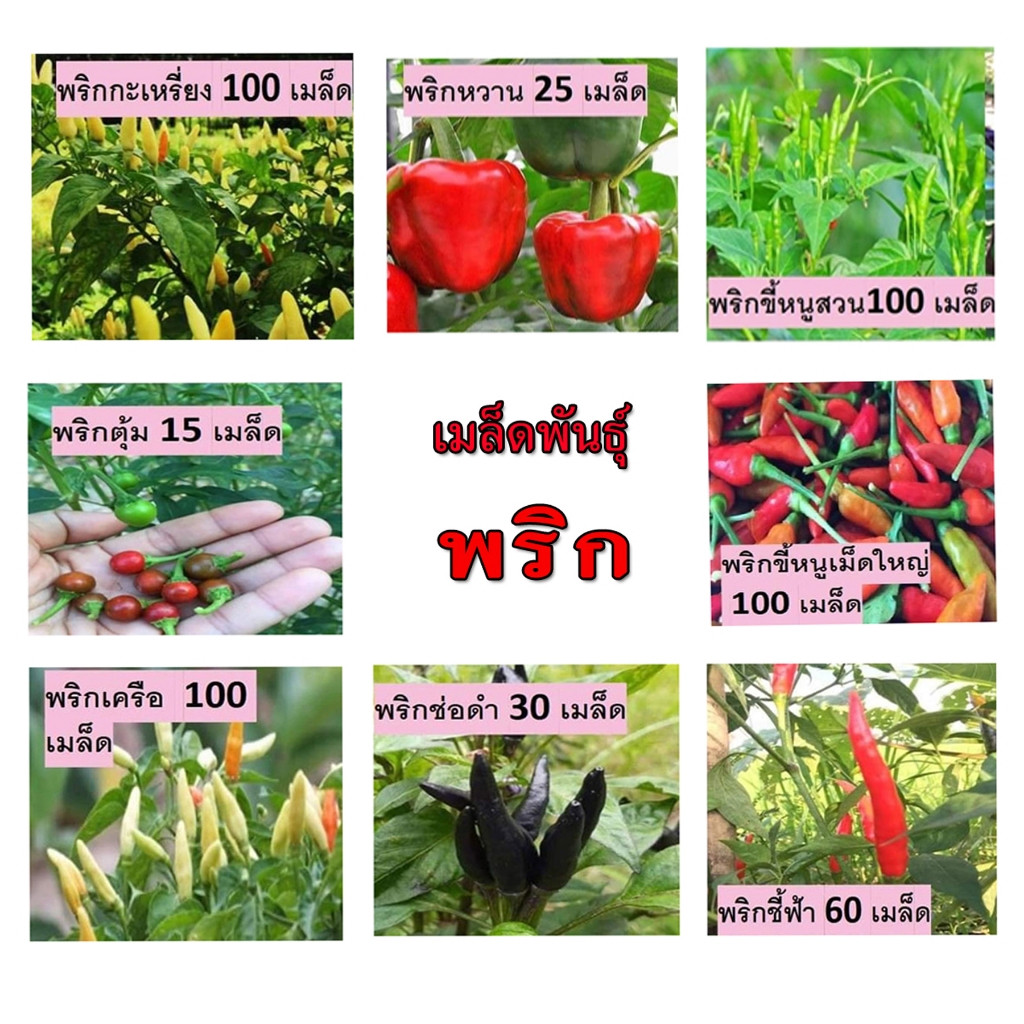 พริกพื้นบ้านสวนแทนใจไร่ดอกเหงื่อ เมล็ดพันธุ์ปลูกต่อได้ ซองล่ะ 20 บาท