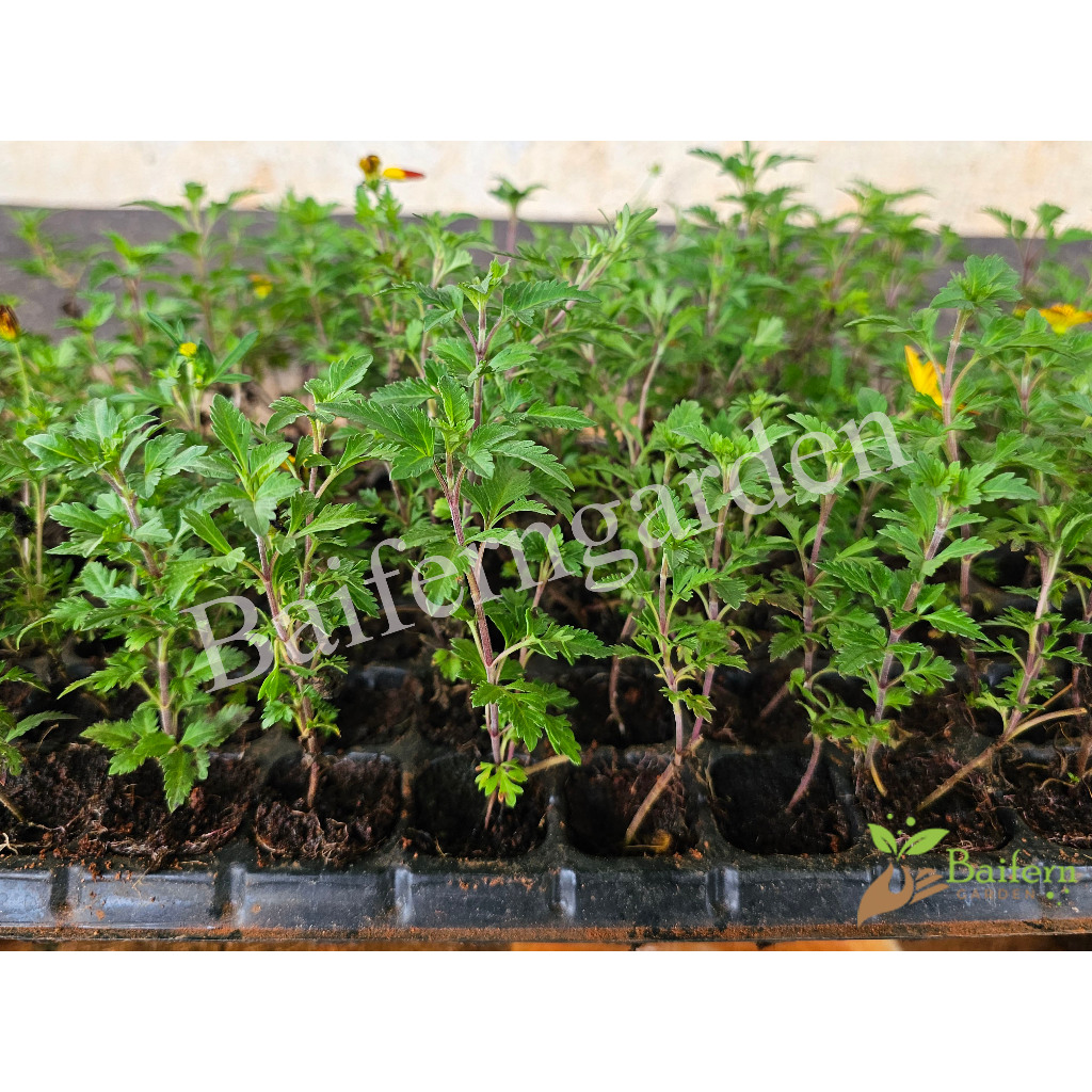 ต้นกล้าดอกไบเด้นส์บีซาร์ (Bidens Beezar) ดอกไม้กินได้ ต้นกล้าพร้อมส่ง ต้นแข็งแรงรากเยอะพร้อมปลูก ราคา ถูกที่สุด ดีลบีเคเค แกลเลอรีภาพที่ 3
