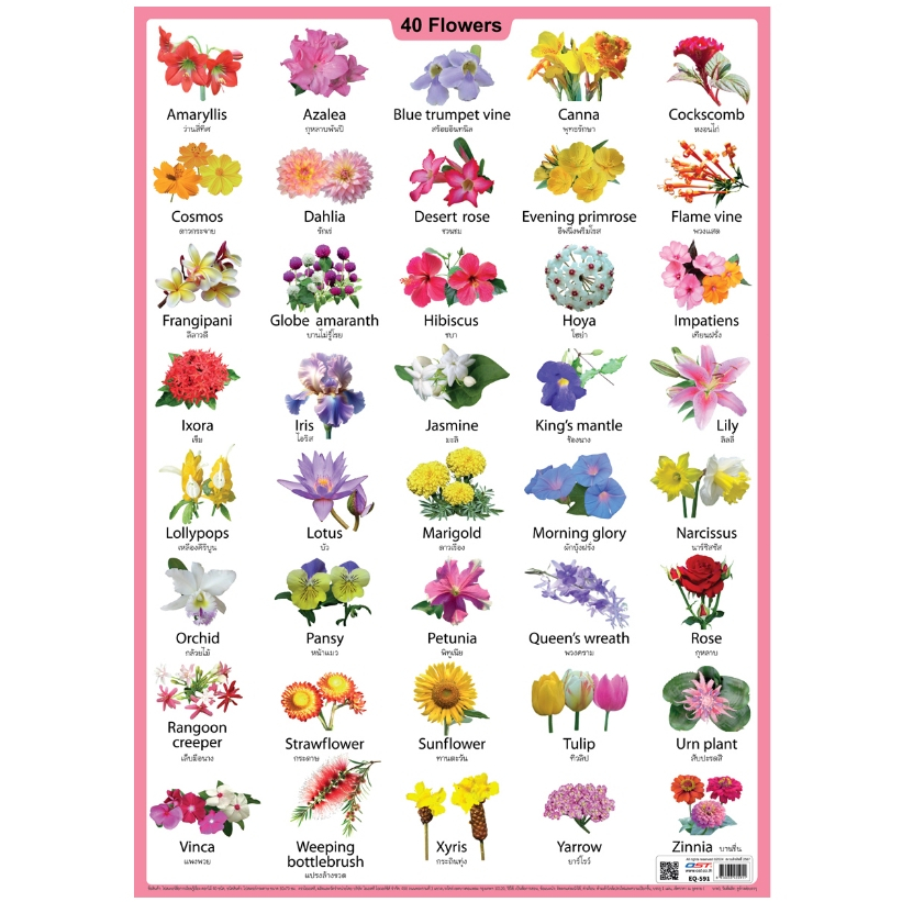 โปสเตอร์ความรู้ ชุดคำศัพท์ ดอกไม้ 40 ชนิด EQ-591 กระดาษ