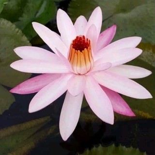 บัวกินสาย จัดส่งแบบต้นใหญ่ติดดอก สีชมพูอ่อน-เข้ม[สายสามารถนำ…