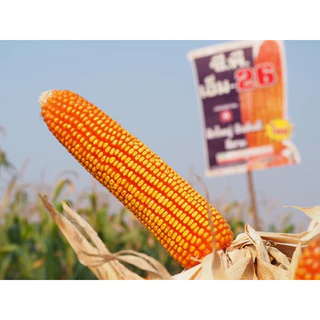 เมล็ดพันธุ์ข้าวโพด ซีพี เอ็ม-26 (3.5หุน) *ขนาด 10 กก. ฝักใหญ่ ยืนต้นดี สีได้เนื้อ เหมาะปลูกที่ลุ่ม ทนนํ้าขัง