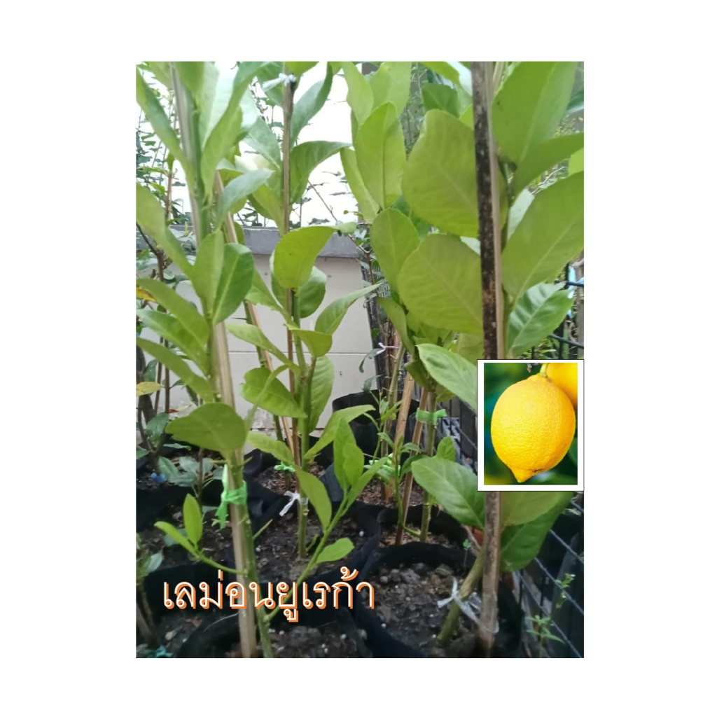 ต้นเลม่อนยูเรก้า (จากกิ่งตอน) หรือ มะนาวเหลือง ขนาดต้นสูง 60-70 ซม
