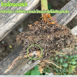 หัวเชื้อ เชื้อไตรโคเดอร์ม่า (Trichoderma ) ชนิดน้ำกำจัดโรครากเน่า โคนเน่า แคงเกอร์ ใบจุด ราสนิม