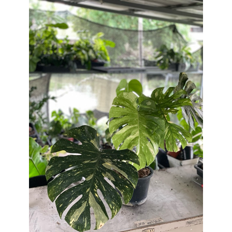 มอนสเตอร่าด่าง อัลโบ้ and ไทคอน Monstera borsigiana albo variegated