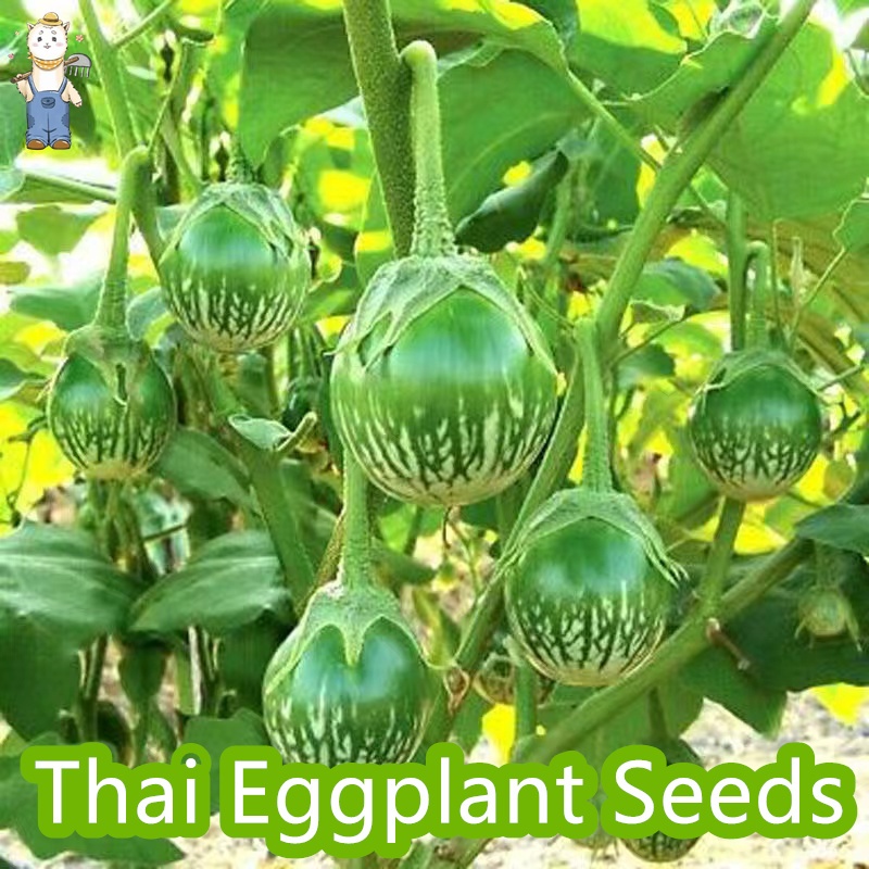 เมล็ดพันธุ์ มะเขือยักษ์ หยกภูพาน  200 เมล็ด ปลูกง่าย อัตราการงอกสูง ( Yok poo pan Giant Eggplant seed)