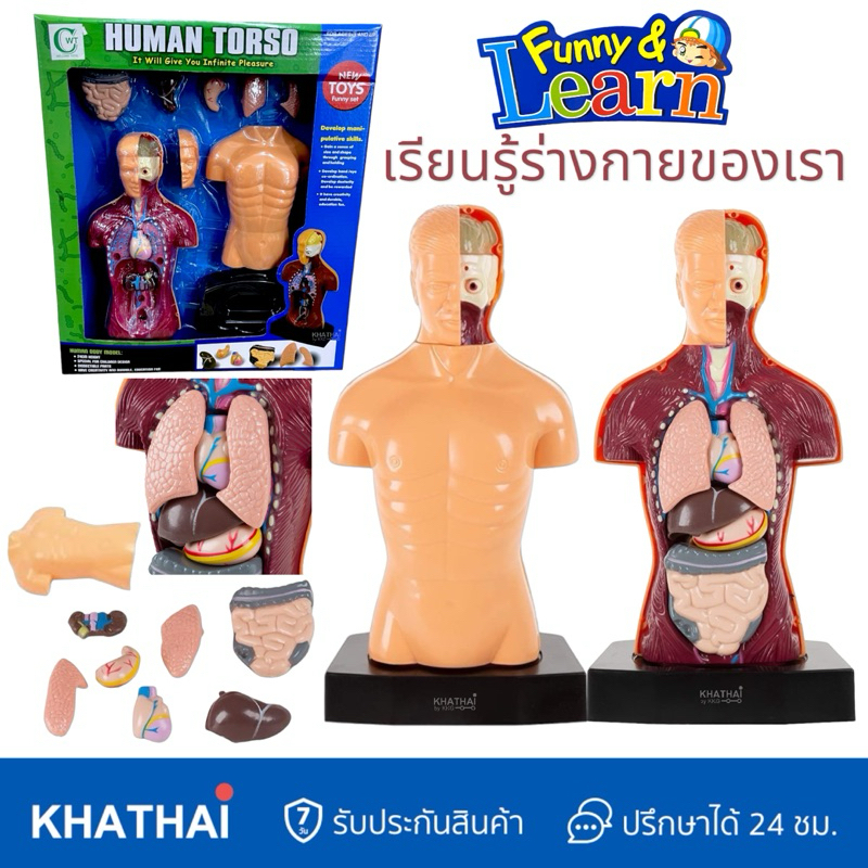 โมเดลร่างกายมนุษย์ อวัยวะ ของเล่นวิทยาศาตร์ Human Boby Learning WT-2851