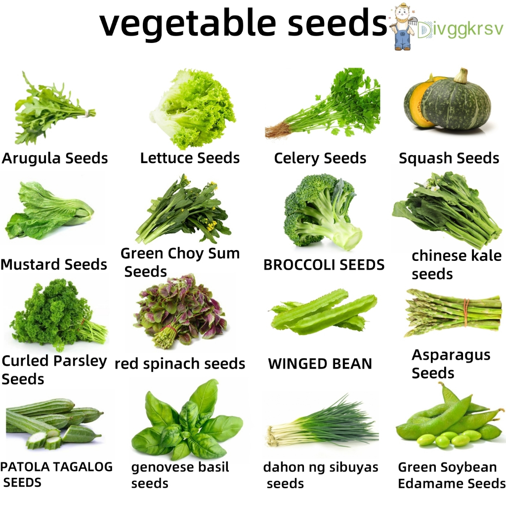 เมล็ดพันธุ์ผักHIGH QUALITY VEGETABLE SEEDS Arugula Lettuce Celery Squash Mustard Green Choy Sum BROC