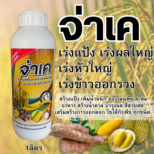 จ่าเค ขนาด1 ลิตร ปุ๋ยน้ำ 0-20-25 สาร NAA สร้างแป้ง เพิ่มน้ำหนัก ฮอร์โมนพืช สะสมอาหาร สร้างน้ำตาล บำรุงผล สำสวยสด เสริ