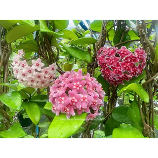 ต้นโฮย่าคาโนซ่า Hoya ไม้แขวน ไม้ประดับดอกหอม ออกดอกทั้งปี ส่งต้นติดดอก🌸