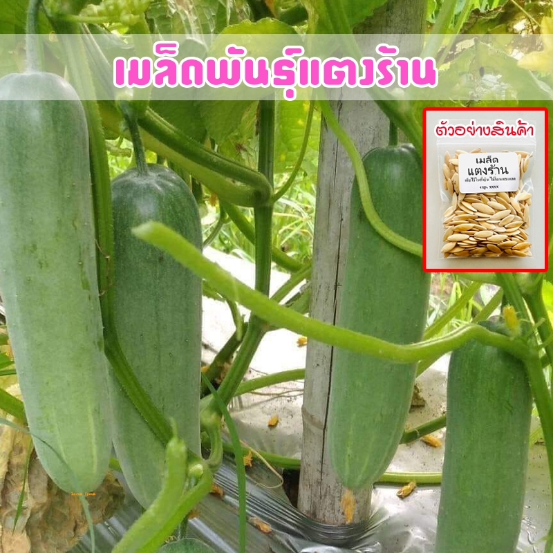 แตงร้าน เมล็ดพันธุ์คุณภาพ 40-100 เมล็ด ปลูกง่าย โตไว [ซื้อ 10 แถม 1 คละได้]
