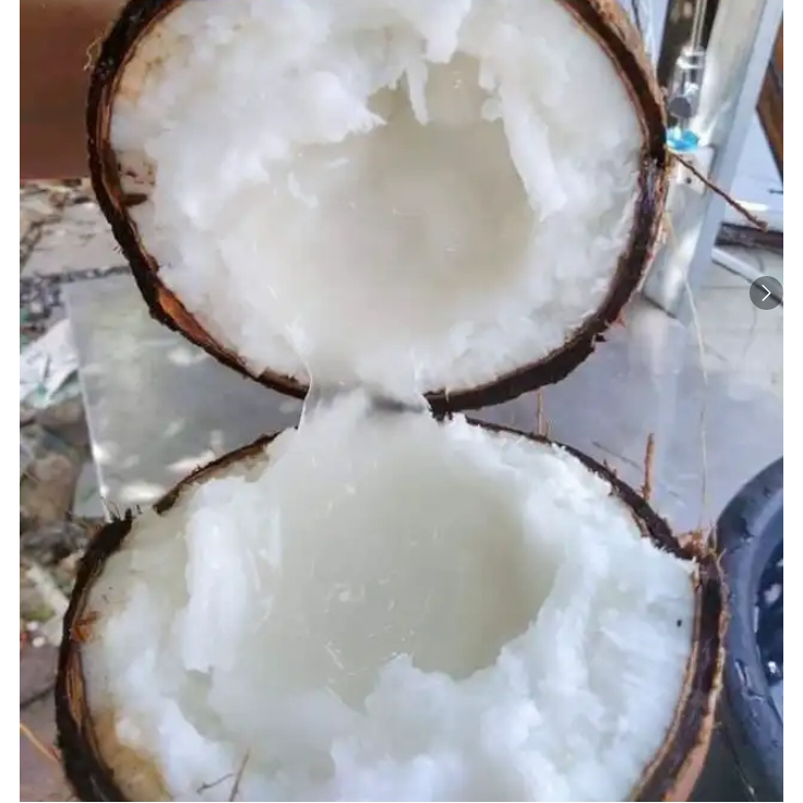 ต้นมะพร้าวกะทิ ต้นพันธ์สูง 70 Cm.