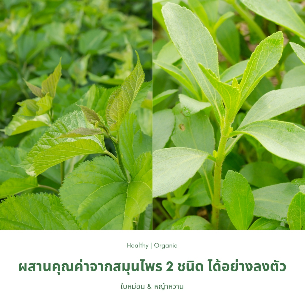 ชาใบหม่อนหญ้าหวาน ตราไร่กฤติยา (Mulberry Stevia Blended Leaf Tea) ราคา ถูกที่สุด ดีลบีเคเค แกลเลอรีภาพที่ 2