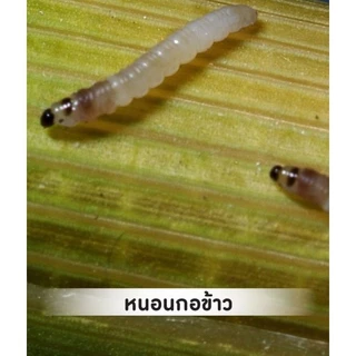 วียูเม็กติน ⚡️ ( น้ำใส สูตรพิเศษ )(1 ลิตร) สูตรเย็น อะบา อะบาเม็กติน ป้องกันกำจัดแมลง เพลี้ยไฟ หนอน หอยเชอรี่ หนอนกินใบ