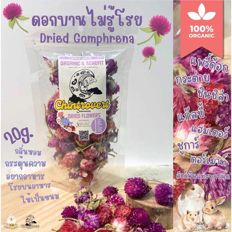 Chintrovert ✨|| ดอกบานไม่รู้โรย 2 สี || Dried Gomphrena || กระต่าย ชินชิล่า แก็สบี้ แฮมเตอร์ สัตว์ฟันแทะทุกชนิด