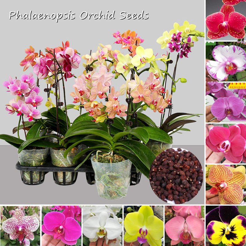 50 เมล็ด เมล็ดพันธุ์ ฟาแลนนอปซิส บอนสี บรรจุ คละสี Phalaenopsis Orchid Plant Flower Seeds