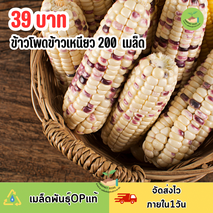เมล็ดข้าวโพดข้าวเหนียว บรรจุ 200 เมล็ด