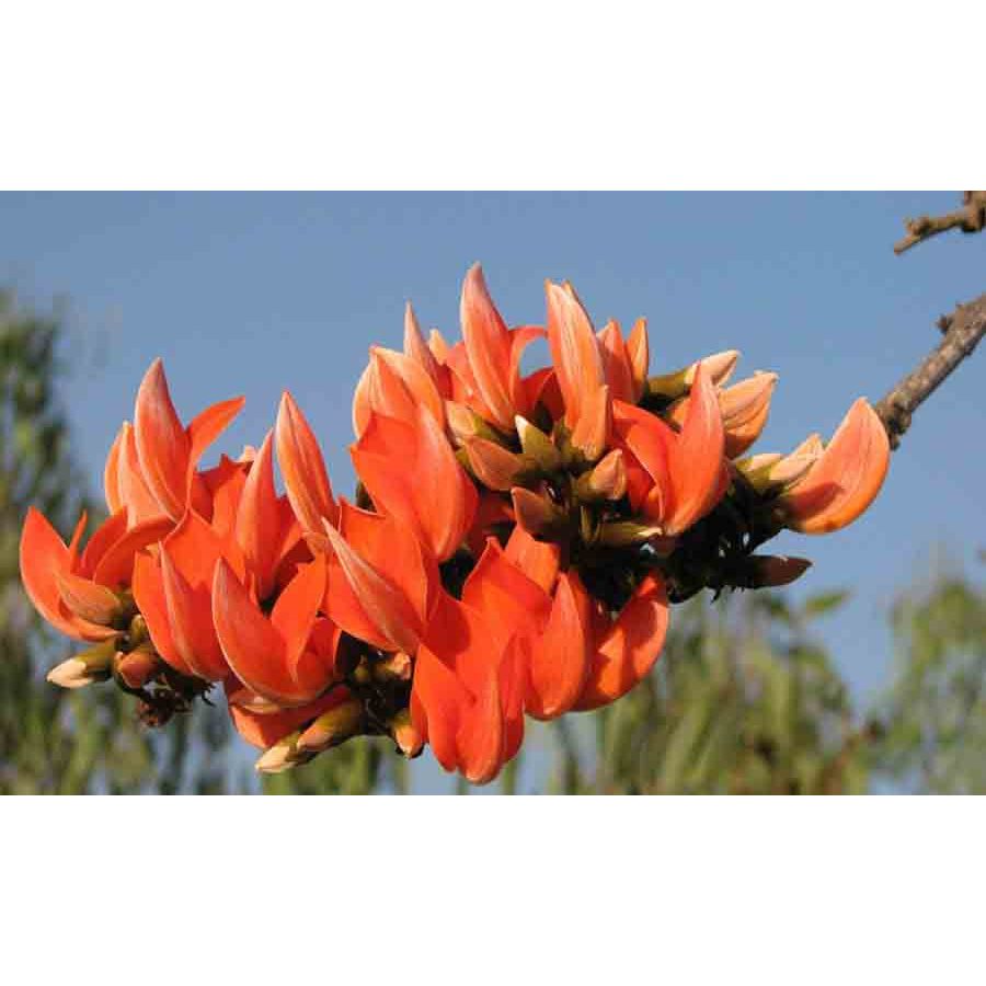 ขายทองกวาวหรือต้นจานมาดอกสีส้มสวย1ถุงดำแข็งแรงพร้อมปลูก เดือนธค-กพจะใบน้อยเพราะผลัดใบตามฤดูกาลไม่ต้องตกใจเดียวจะแตกใบใหม - รูปที่ 4