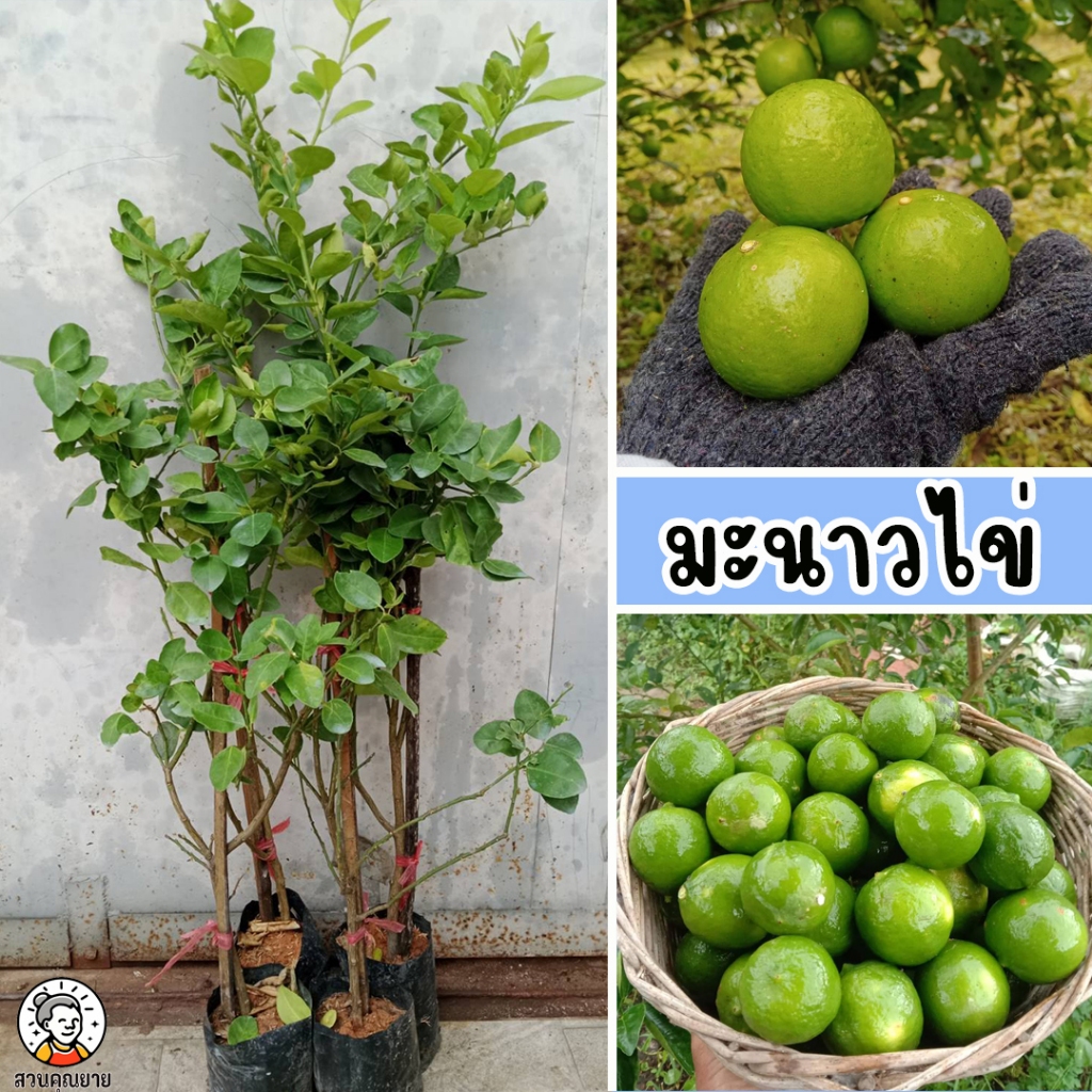 ต้นมะนาวไข่ ขนาด 65-100 ซม.เป็นสายพันธุ์ที่มีความทนต่อโรค สามารถติดผลดกเกือบตลอดทั้งปี