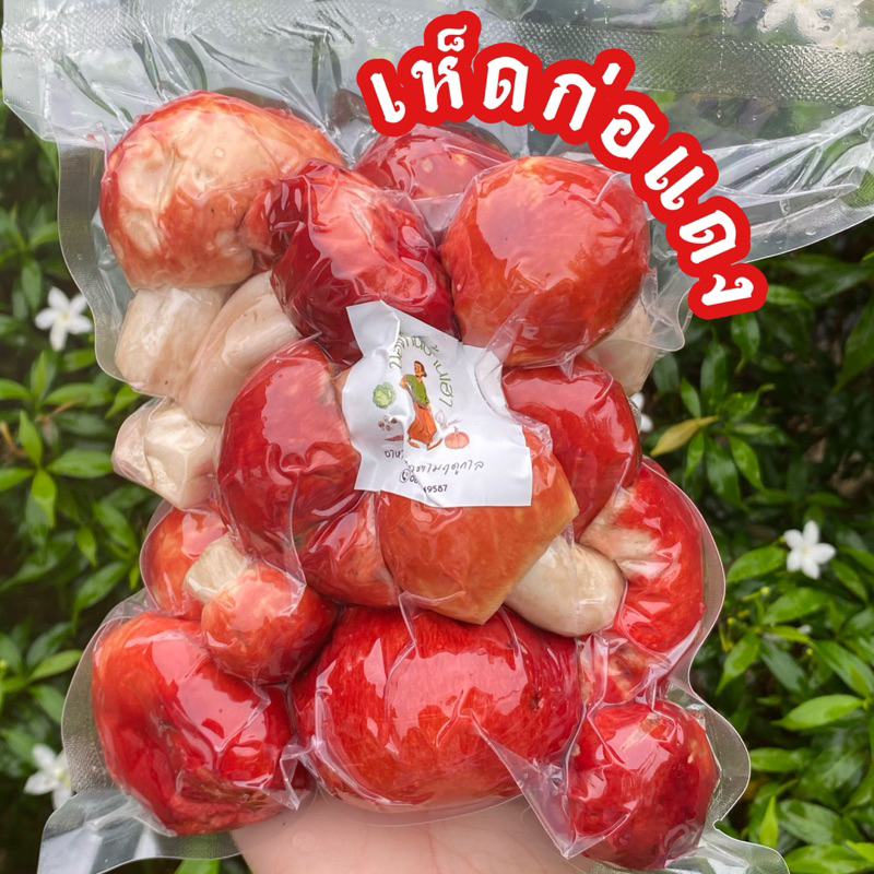 เห็ดก่อแดง ตามธรรมชาติ ตามฤดูกาล