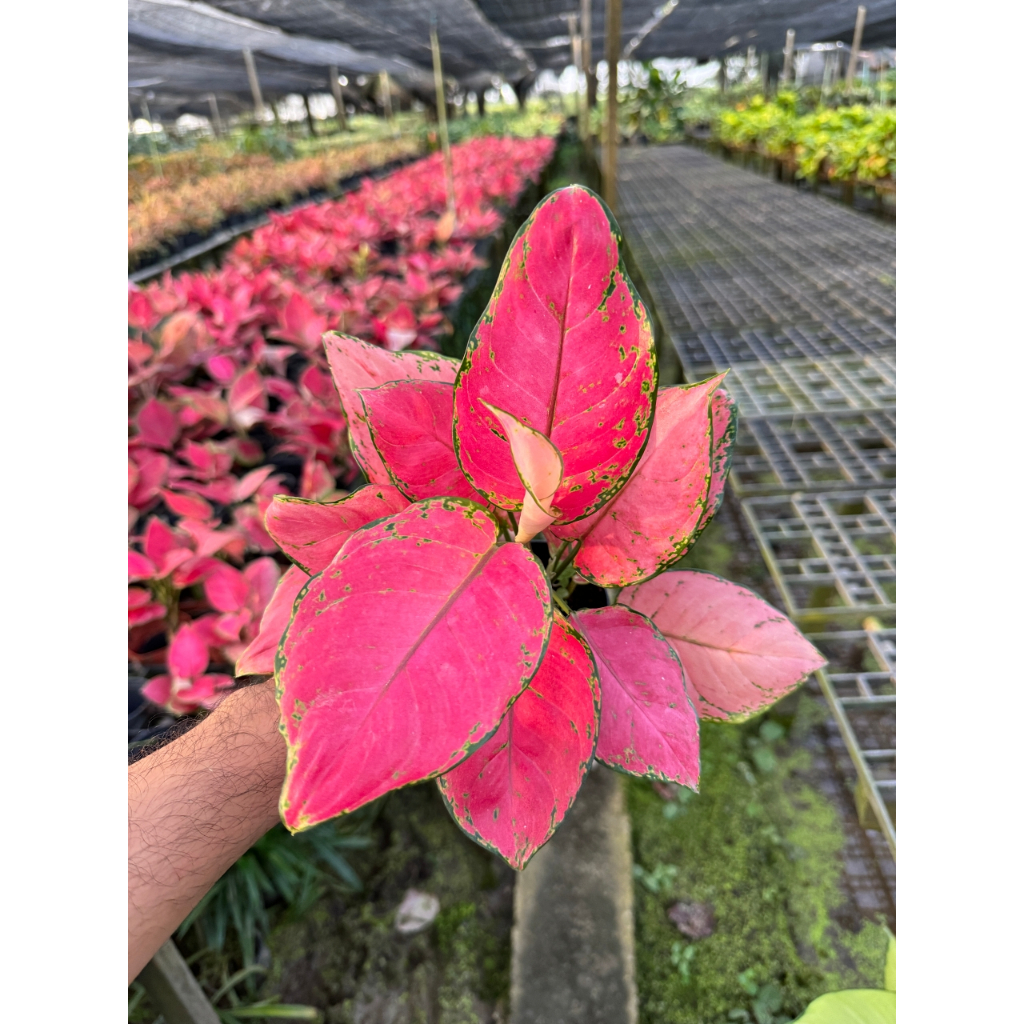 มุมมอง 3