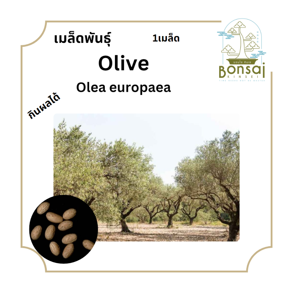 Olive เมล็ดพันธุ์ โอลีฟ มะกอก บอนไซ 1 เมล็ด