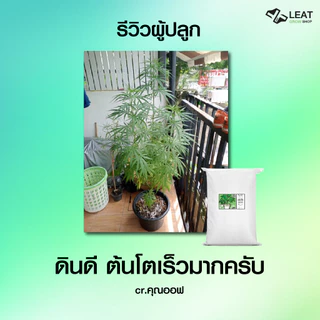 ดินปลูกสูตรทำใบ&ช่อดอก กัญชา 420 planting soil ออแกนิค มีใบรับรองตรวจสารปนเปื้อน แนะนำฟรี