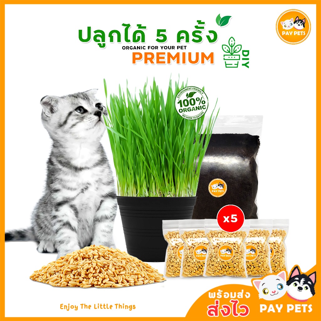 ชุดปลูกหญ้าแมว (กระถางดำปลูก5ครั้ง) cat grass ขับก้อนขน ปรับสมดุลร่างกาย หญ้าหมา หญ้ากระต่าย อื่นๆ