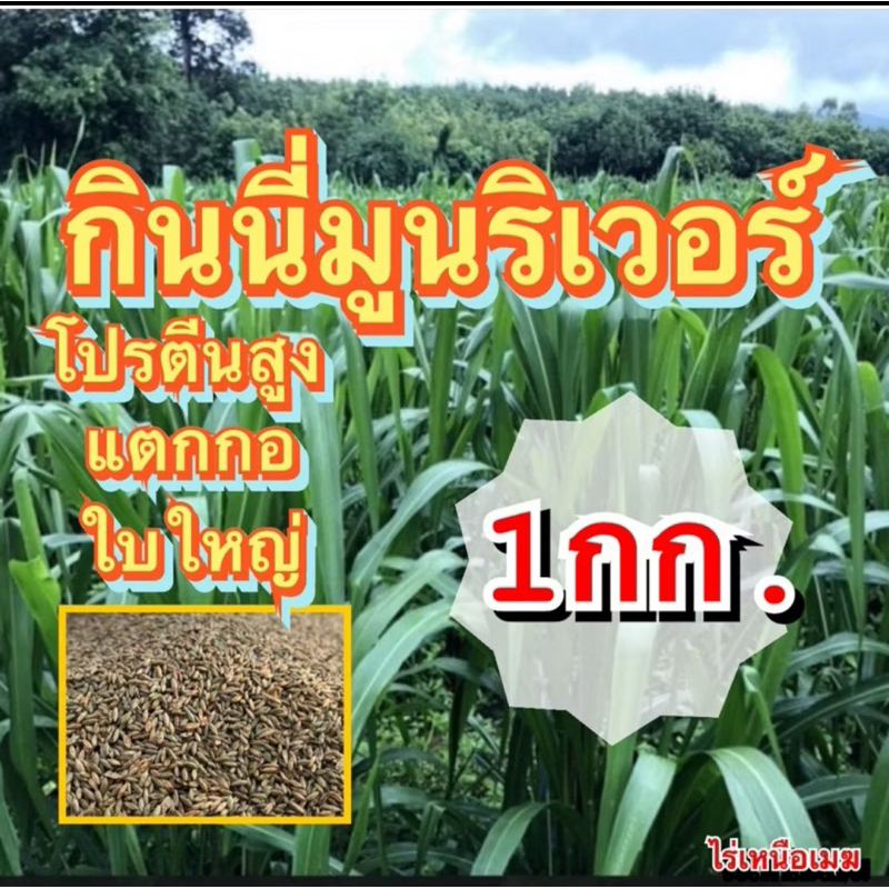 ✅ กินนี กินนี่มูนริเวอร์ เมล็ดกินนี่มูนริเวอร์ 1 กิโลกรัม (เมล็ดใหม่+พร้อมปลูก) แตกกอ ใบใหญ่  ทนแล้ง