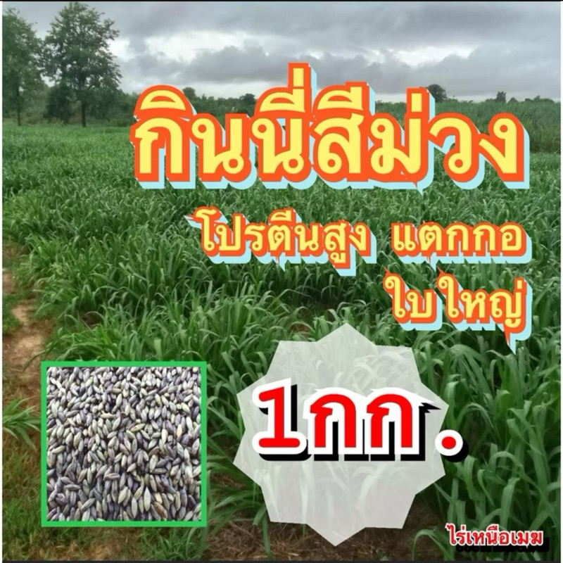 ✅ กินนี กินนี่สีม่วง เมล็ดกินนี่สีม่วง 1 กิโลกรัม (เมล็ดใหม่+พร้อมปลูก) แตกกอ ใบใหญ่  ทนแล้ง