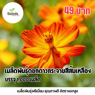 เมล็ดพันธุ์ ดอกดาวกระจาย(ส้มเหลือง) บรรจุ 1,000 เมล็ด
