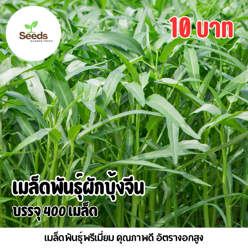 เมล็ดผักบุ้งจีน บรรจุ 400 เมล็ด