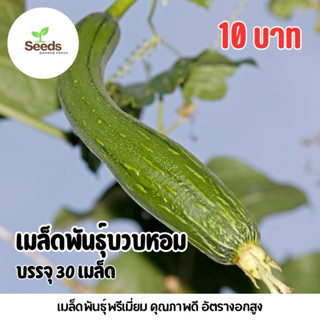 เมล็ดบวบหอม บรรจุ 30 เมล็ด