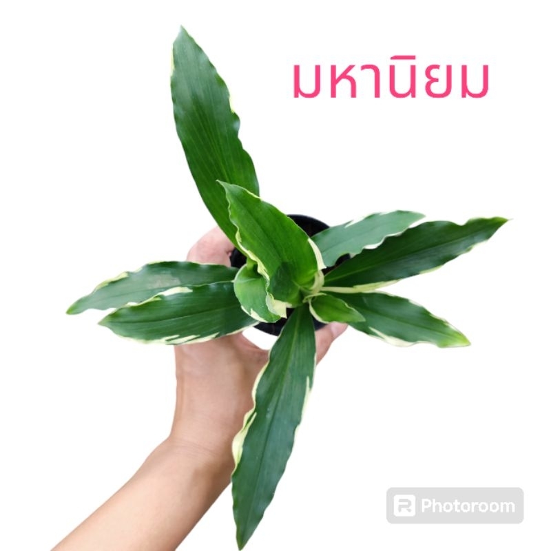ต้นไม้ส่งพร้อมกระถางมีให้เลือกหลายแบบ กระถาง3นิ้ว