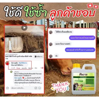 ชัยวาน ดูแลวัว ควาย ไก่ จัดการแมลงวัน แมลงหวี่ ริ้น ไร ตอมแผลวัว ขนาด 1 ลิตร ⭐️ฟรี⭐️หัวฉีดสเปร์ย 1 ชิ้น แค่ฉีดหรือทา