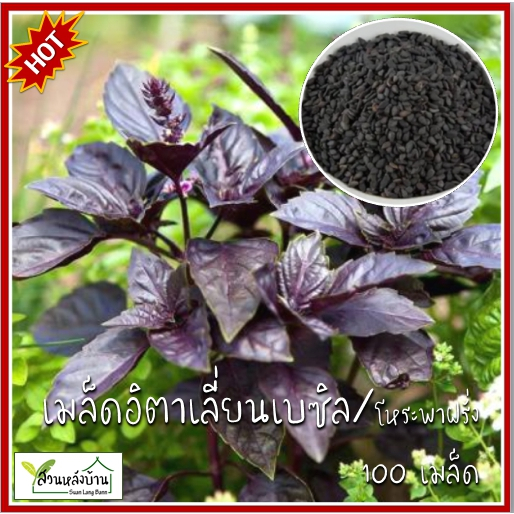100 เมล็ด โหระพาฝรั่งสีม่วง อิตาเลี่ยนเบซิล โหระพาอิตาเลี่ยน เมล็ดโหระพาฝรั่ง เมล็ดอิตาเลี่ยนเบซิล