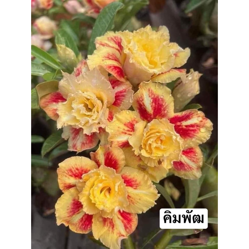ต้นชวนชมดอกซ้อน "ส่งแบบคละสี" สีสวย ส่งทั้งกระถาง ขนาด 6 นิ้ว (โพส 10)