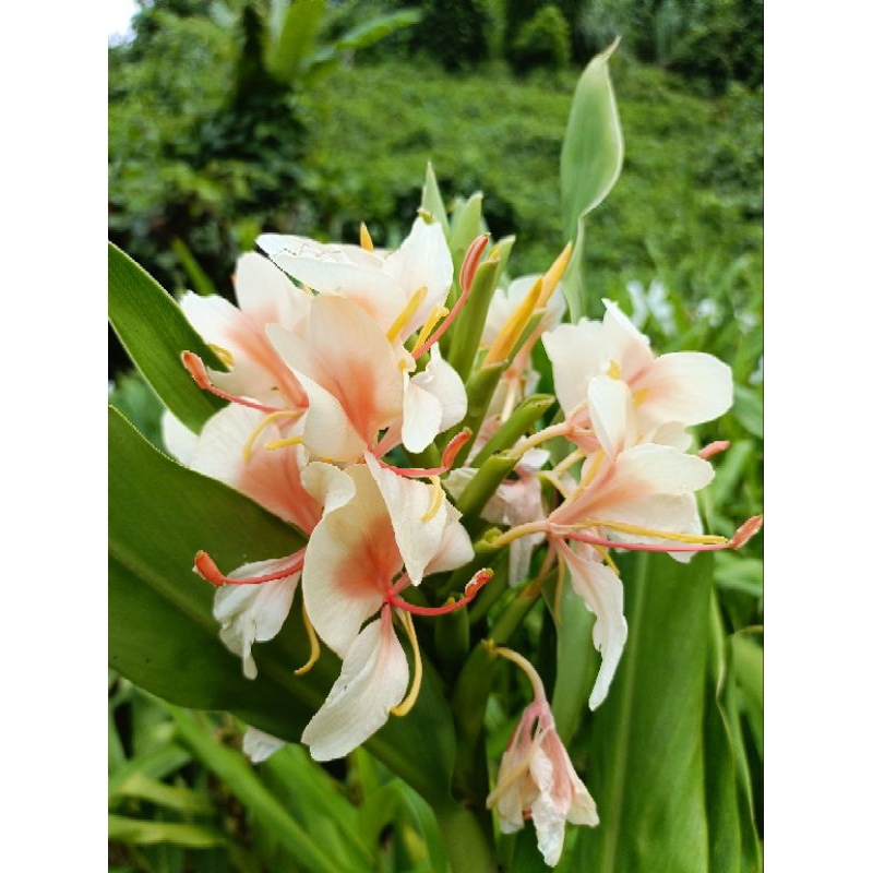ว่านมหาหงส์   ต้นสะเลเตทุกสีส่งเป็นต้นนะคะ / butterfly lily /  999garden