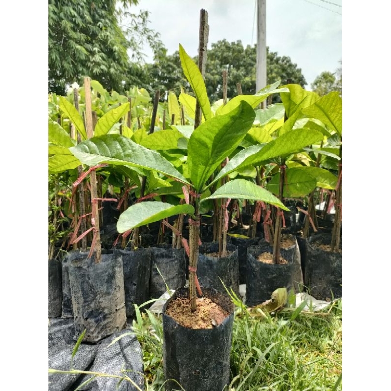 ต้นโซ่ทองคำ(Golden Chain) เป็นไม้พุ่ม (งานถุง) ออกดอกสวยเป็นช่อยาว ดอกสีเหลือง ต้นแข็งแรงพร้อมปลูก - รูปที่ 2