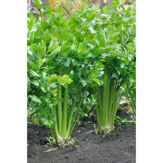 เมล็ดพันธุ์ เซเลอรี่ (คื่นช่ายฝรั่ง) 200 เมล็ด [ 10แถม2 ]คละ…