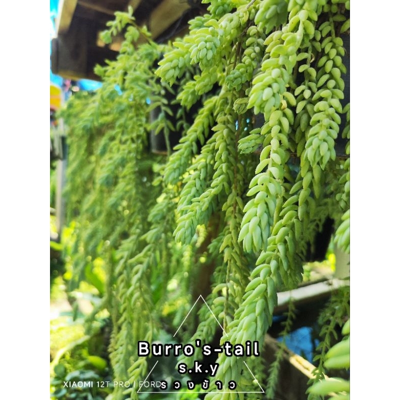 รวงข้าว Burro's-tail 1ชุด3กิ่ง
