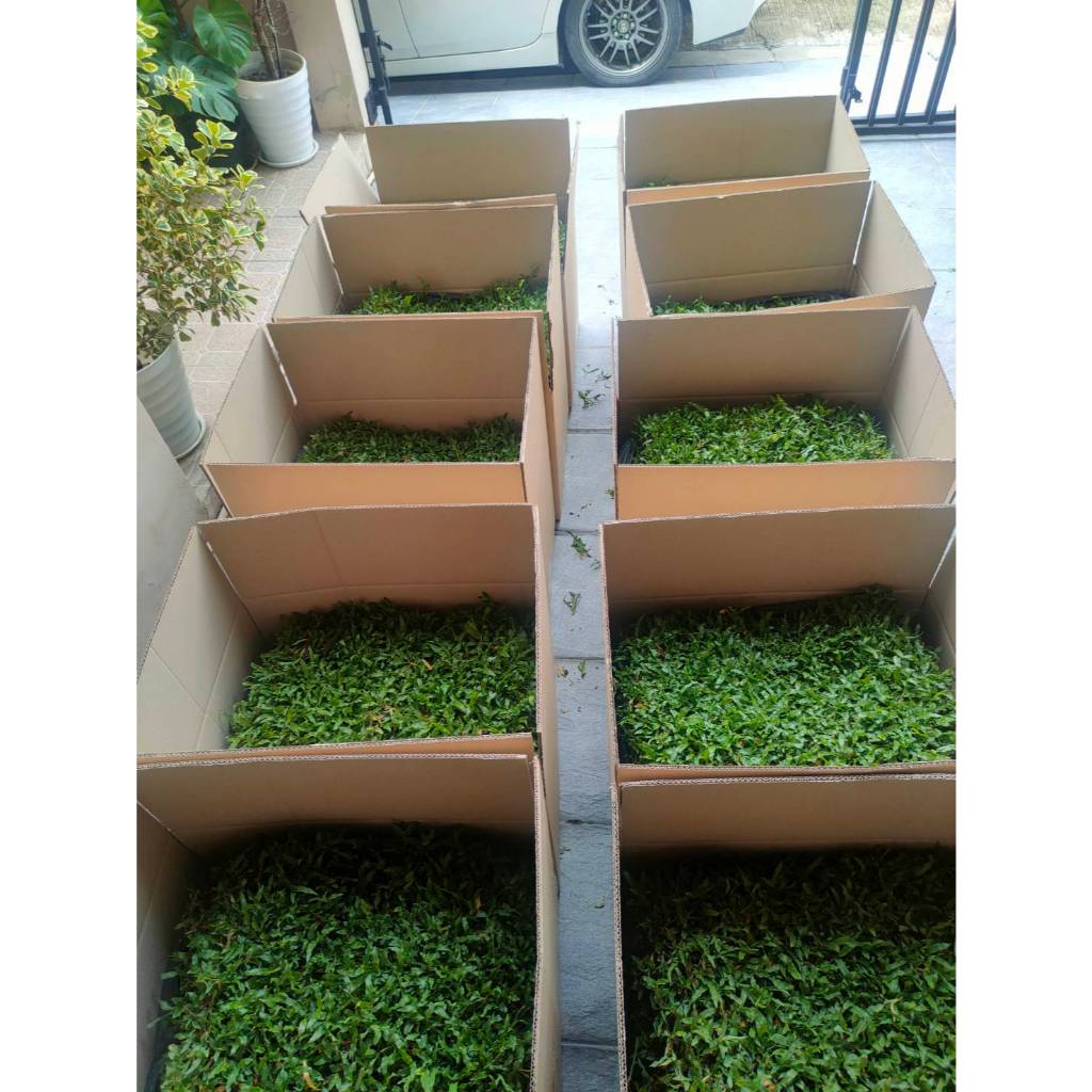 หญ้ามาเลเซีย ใบใหญ่ (Carpet Grass) Malaysia Grass 1 แผ่น 50x100cm. หญ้าจัดสวน หญ้าสด หญ้าจริง Real g