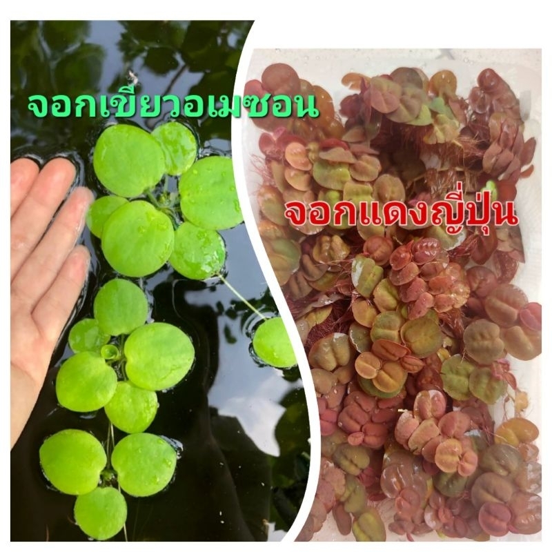 จอกแดงญี่ปุ่น+จอกเขียวญี่ปุ่นหรือจอกเขียวอเมซอน