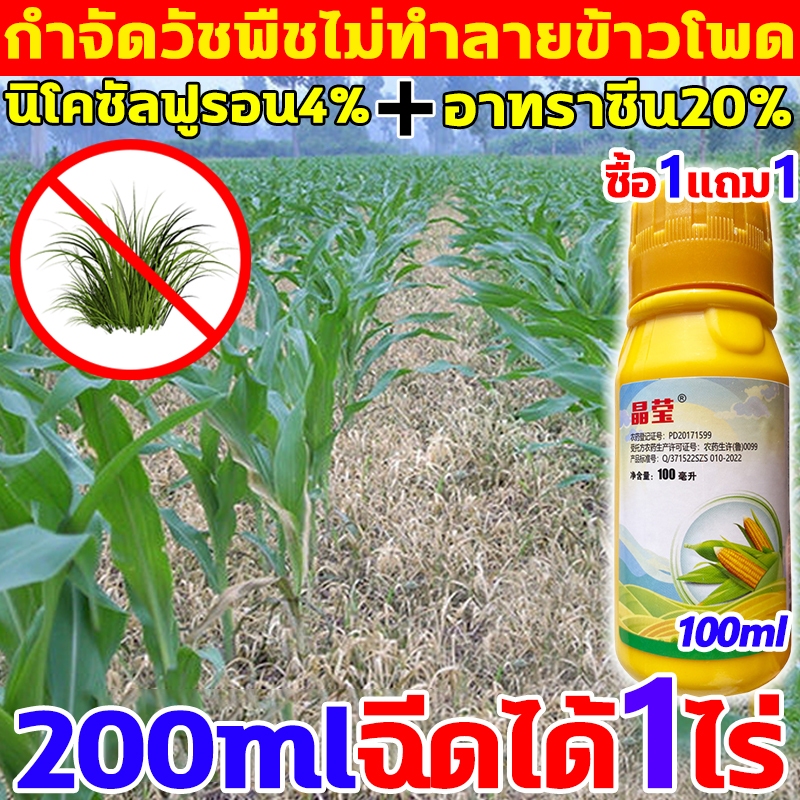 ?เห็นผลทันที? ฆ่าหญ้าข้าวโพด 200ML ยาชุดข้าวโพด นิโคซัลฟูรอน4%+อาทราซีน20% ยาฆ่าหญ้าข้าวโพด อัตรากำจัดวัชพืช100%