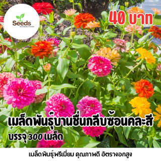 เมล็ดพันธุ์ดอกบานชื่นกลีบซ้อนคละสี บรรจุ 300 เมล็ด  แถมฟรีวิ…