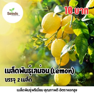 สุดคุ้ม!!! เมล็ดพันธุ์ เลม่อน Lemon บรรจุ 2 เมล็ด [Seeds Gar…